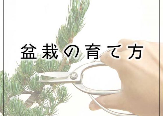 盆栽の育て方