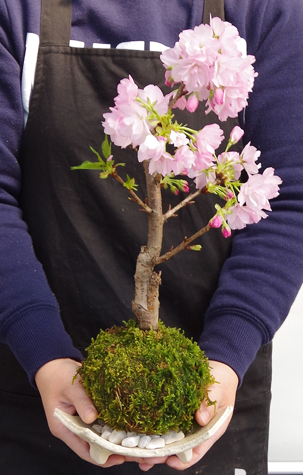 桜の苔玉