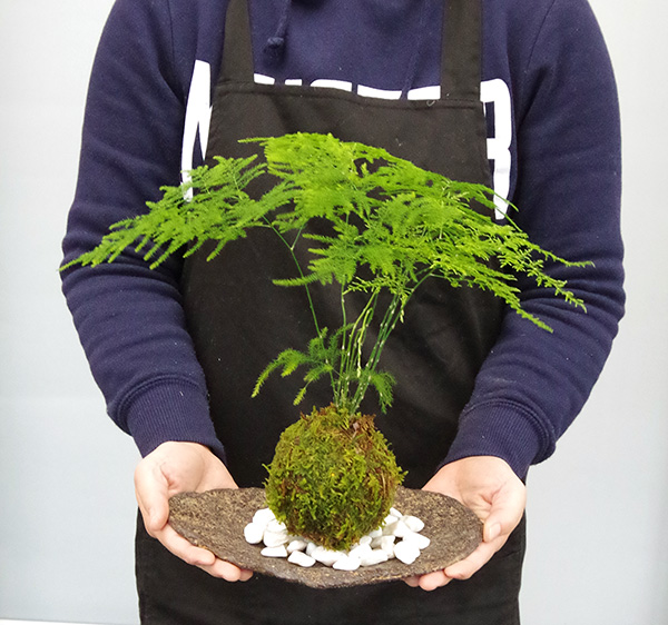 アスパラガスの苔玉