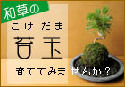 �ݶ̤��ƤƤߤޤ��󤫡�