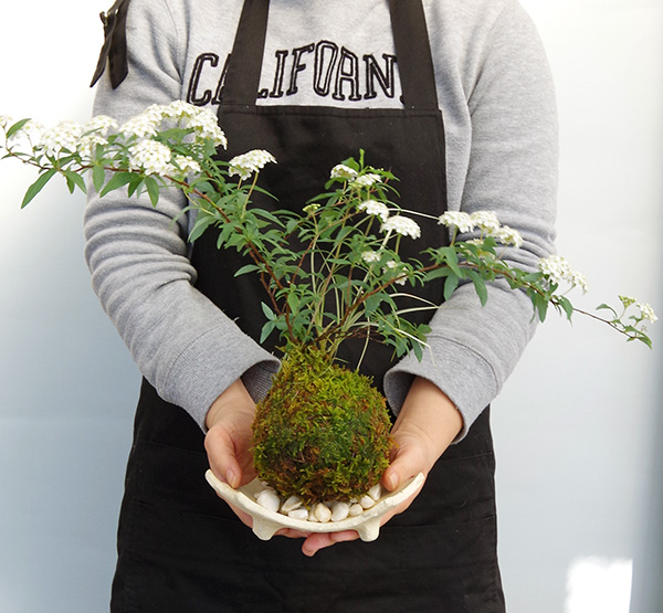 こでまりの苔玉