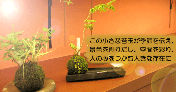 KOKEDAMA ����
