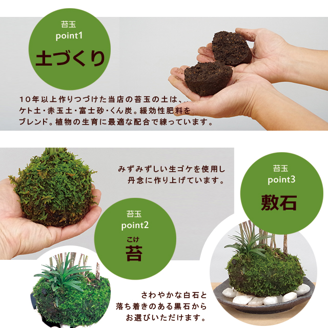 ヤマモミジ