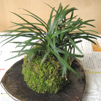 苔玉