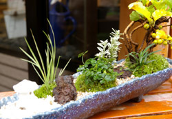 ツルウメモドキの寄せ植え盆栽