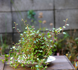 ワイアープランツの苔玉・器セット