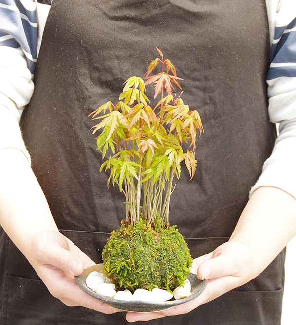 モミジの苔玉