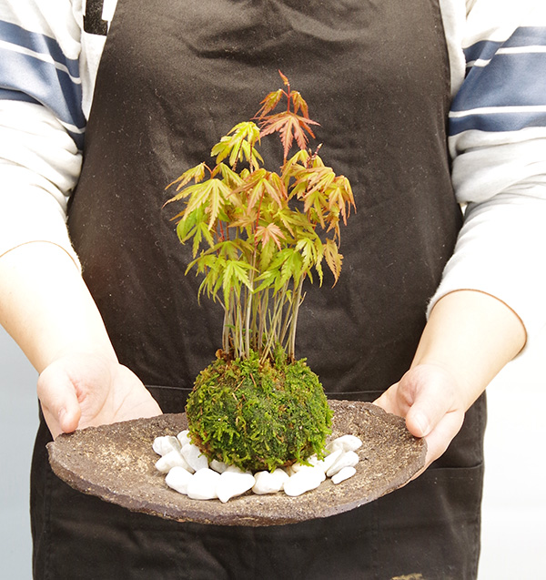 モミジの苔玉