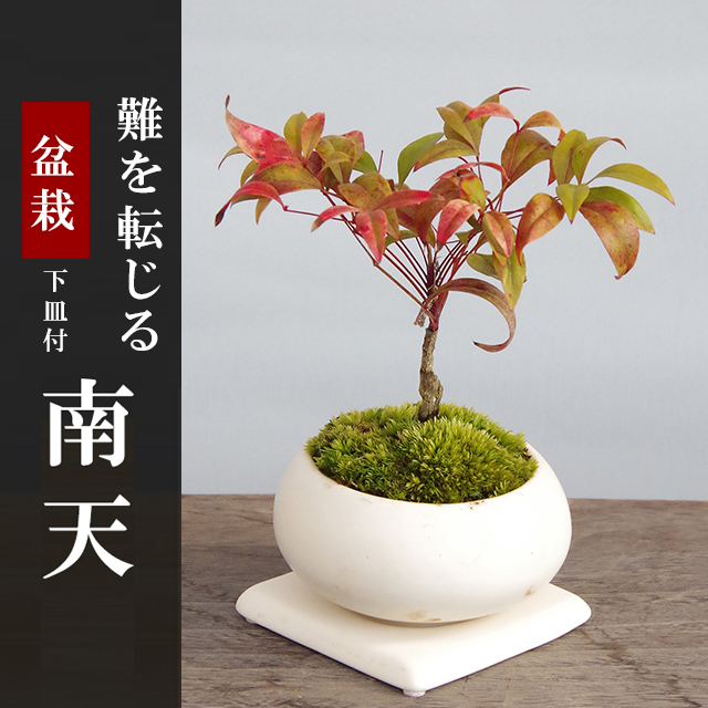 南天
