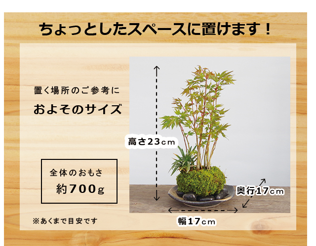 ヤマモミジ