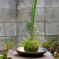 トクサの苔玉