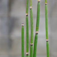 トクサの苔玉