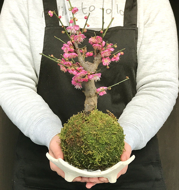 紅梅の苔玉