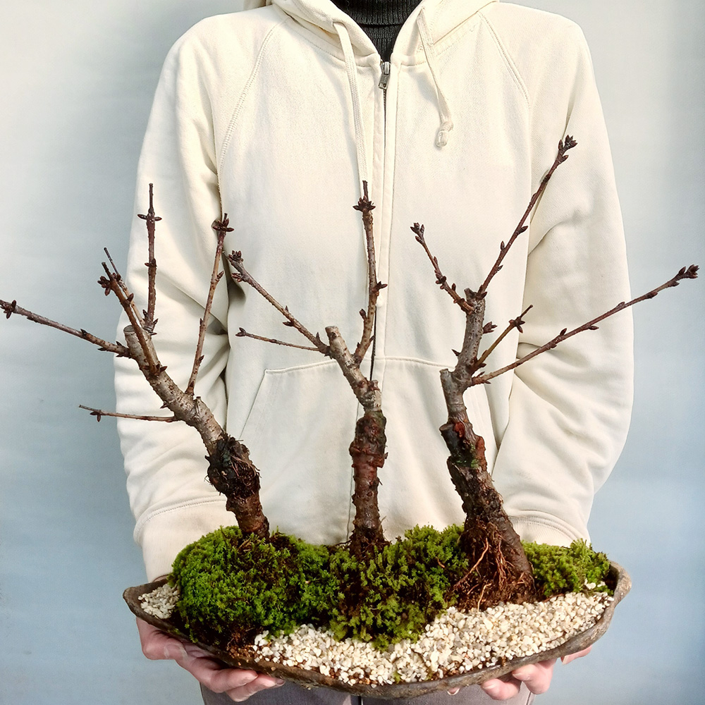 旭山桜盆栽三本植え