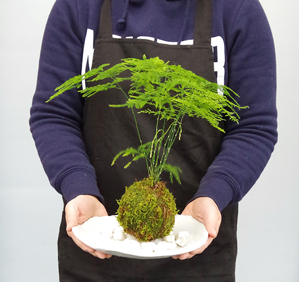 アスパラガスの苔玉
