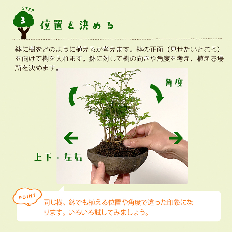 すぐ作れる 苗付き盆栽キット 【シマトネリコ （くらま鉢）】