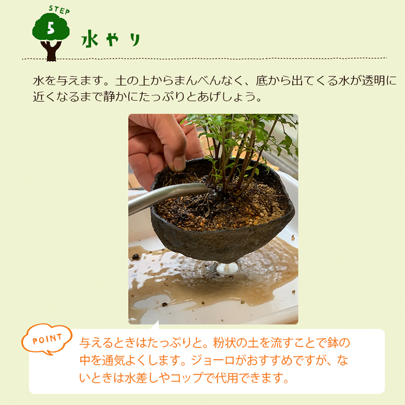 すぐ作れる 苗付き盆栽キット シマトネリコ くらま鉢