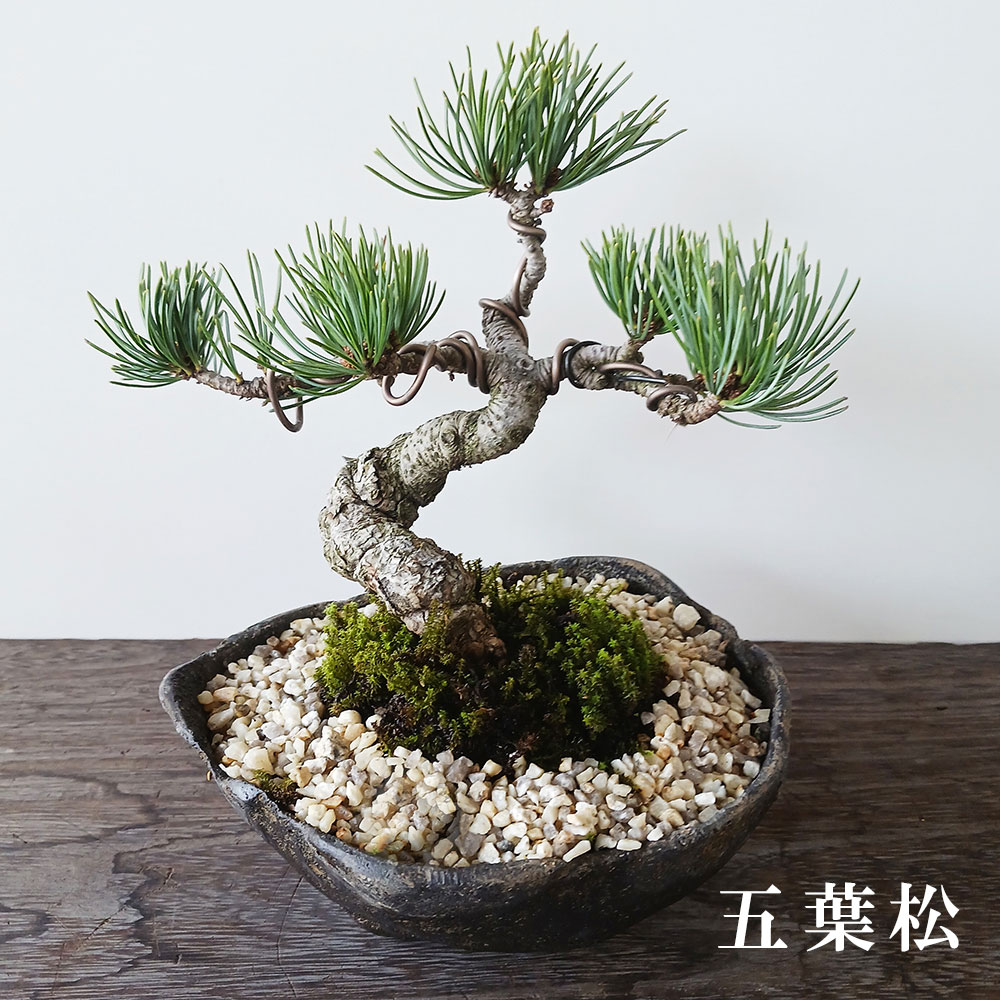 送料無料 五葉松の盆栽 ( くらま岩風鉢 ) 盆栽 ぼんさい ボンサイ bonsai bonsaiart ミニ盆栽 小品盆栽 五葉松  goyoumatu 松 matu 松の盆栽