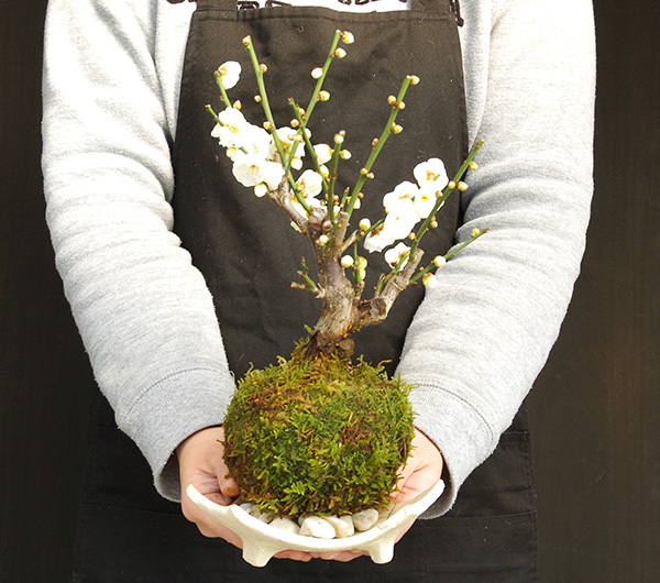白梅の苔玉