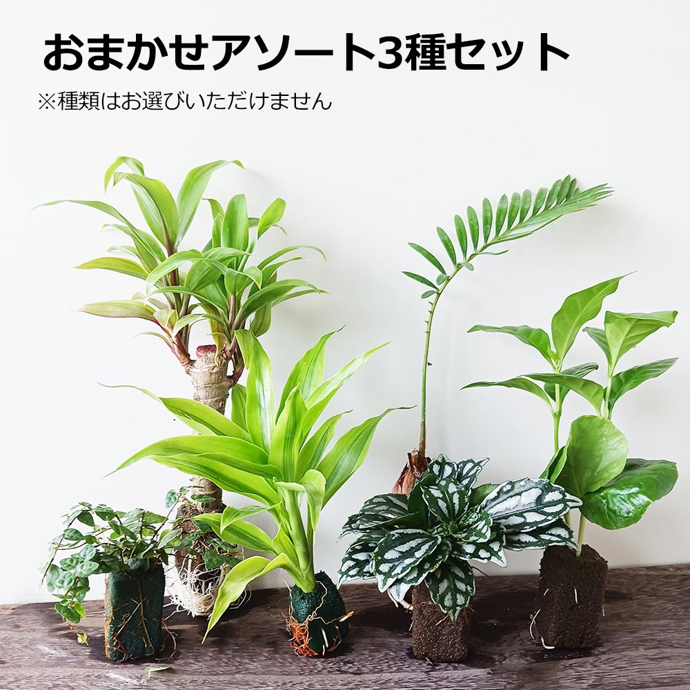 苔玉の作り方 材料