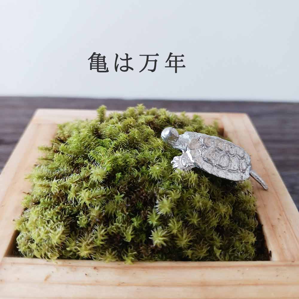 苔盆