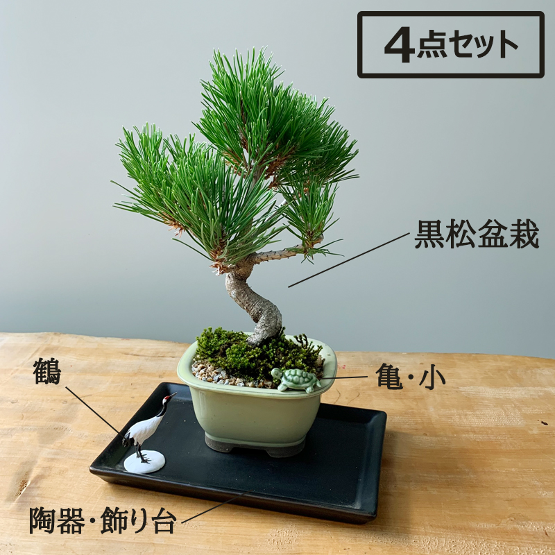 折鶴盆栽 松 3 - 植物/観葉植物