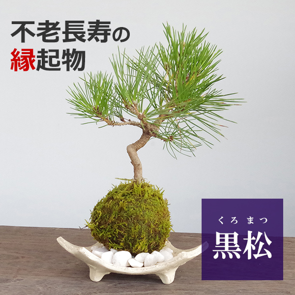 黒松の苔玉