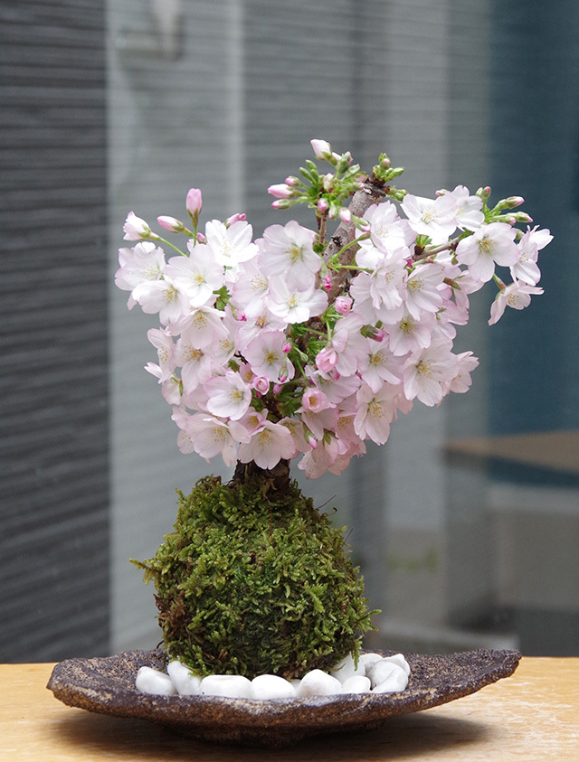 御殿場桜苔玉くらま岩器2016