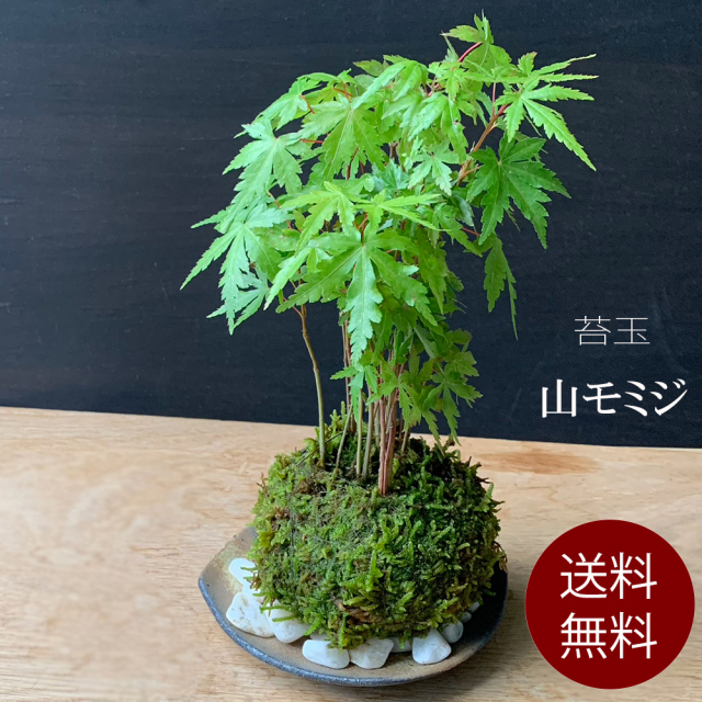 山モミジ苔玉