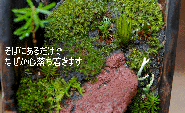 小さな世界で雄大な景色を 苔盆栽 こけぼんさい 信楽焼茶鉢