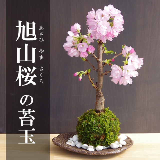 旭山桜苔玉