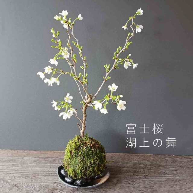 湖上の舞　苔玉