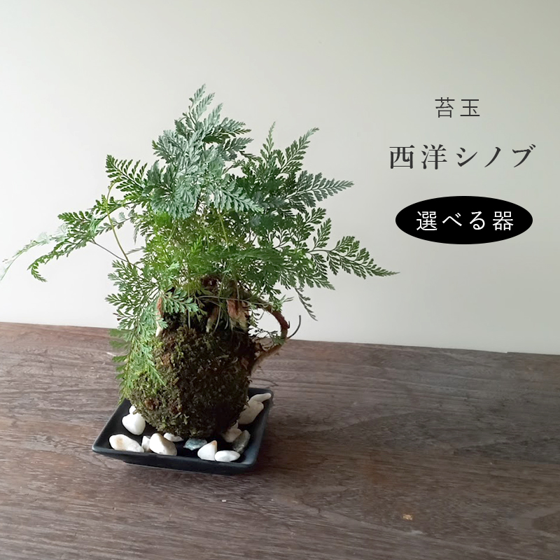 太い根茎、涼しげな葉が魅力のシダ植物【しのぶ（シノブ）の苔玉・器セット】