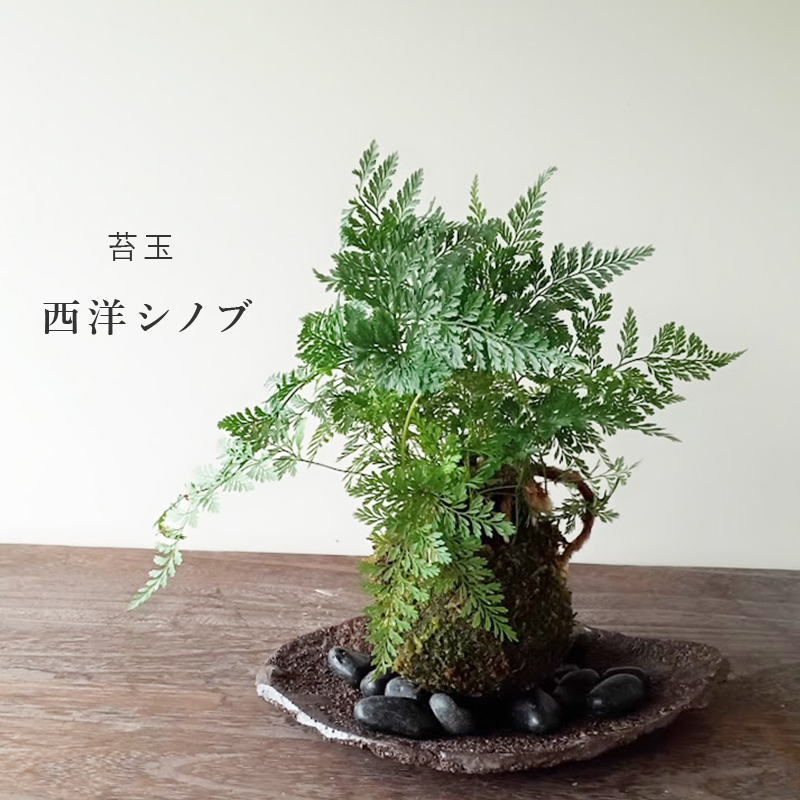 太い根茎、涼しげな葉が魅力のシダ植物【しのぶ（シノブ）の苔玉・くらま岩器セット】