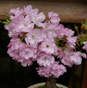 桜　季節の移り変わり
