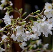 桜　季節の移り変わり