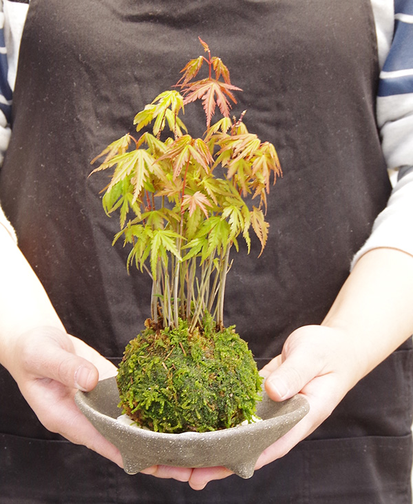 モミジの苔玉