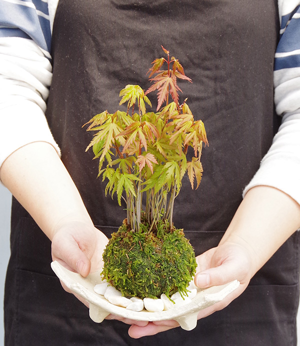 モミジの苔玉