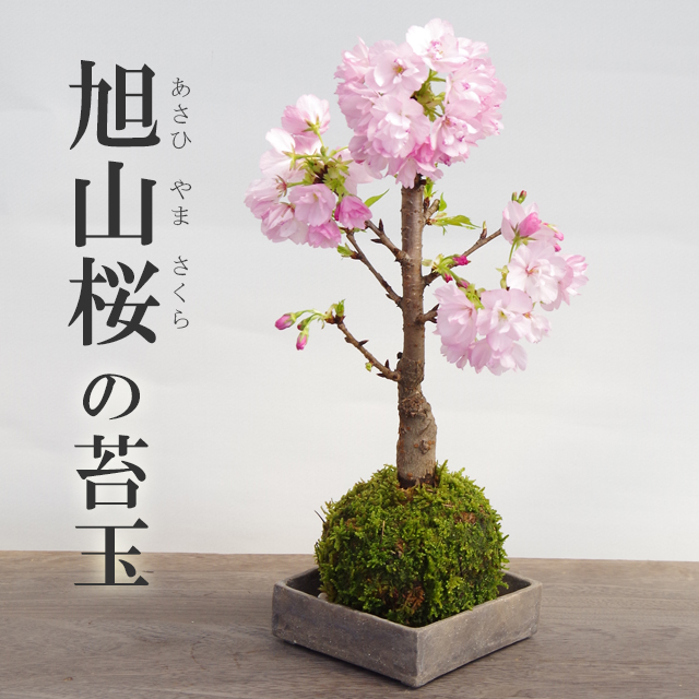 【2024年開花終了】桜・・・そう聞くだけで心和む景色を貴方のもとへ【桜（旭山桜）の苔玉・焼締角器セット】