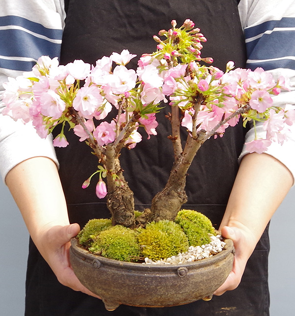 旭山桜盆栽二本植え