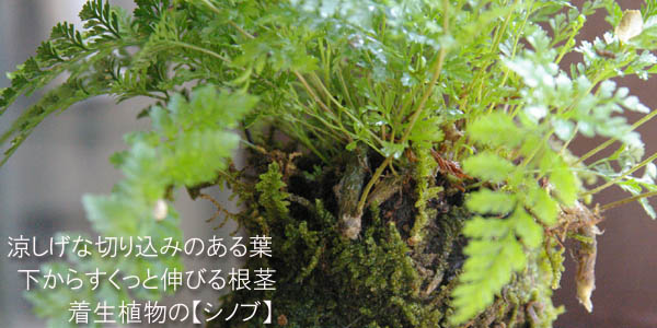 西洋シノブの苔玉