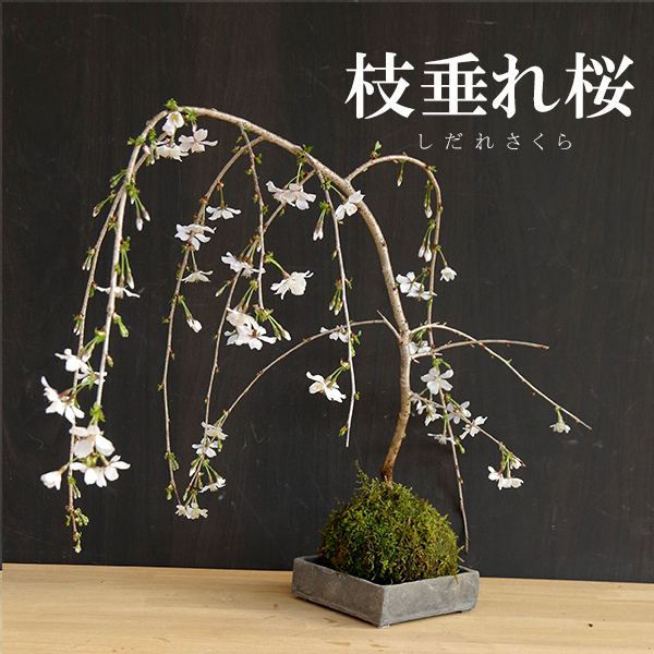 桜・・・そう聞くだけで心和む景色を【枝垂れ桜（しだれざくら）の苔玉