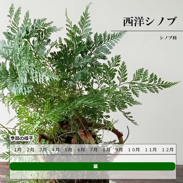 西洋シノブの苔玉