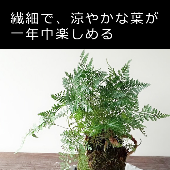 西洋シノブの苔玉