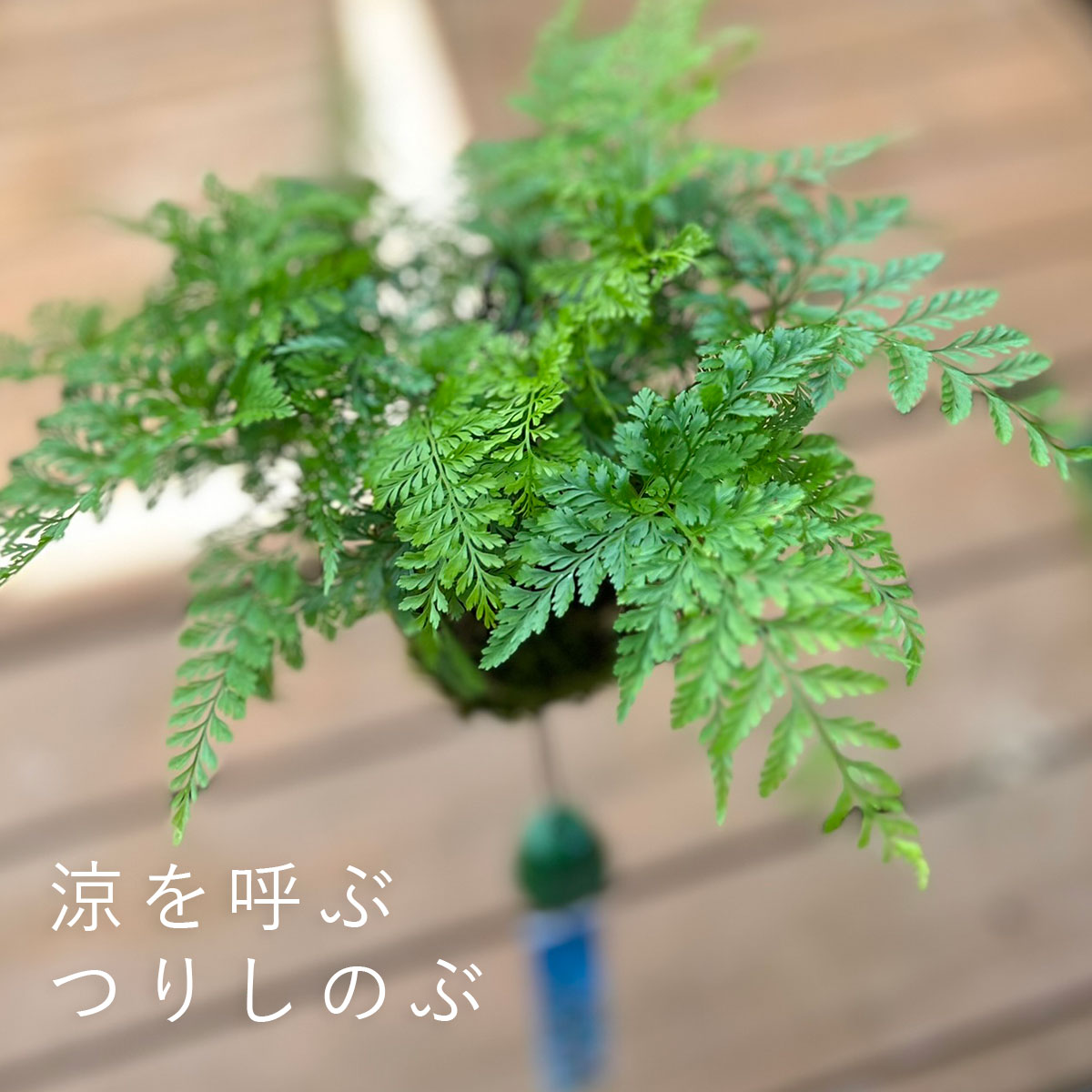 西洋シノブの苔玉