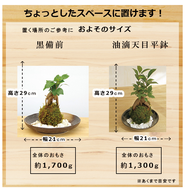 独特の樹形が人気 ガジュマルの苔玉 器セット