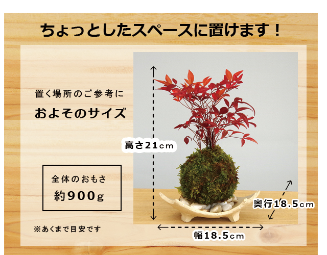 南天の苔玉