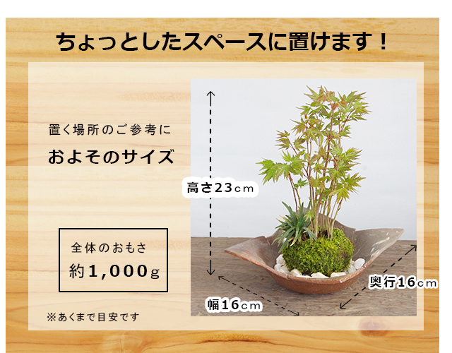 ヤマモミジ
