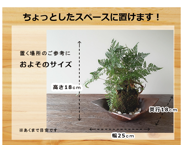 西洋シノブの苔玉