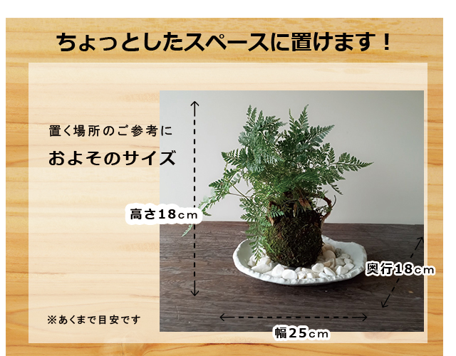 西洋シノブの苔玉